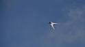 Arctic tern in flight - B